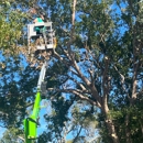Family Tree and Landscaping - Arborists
