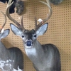 True2Life Taxidermy gallery