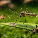Havard Pest Control Columbia MS - Pest Control Services