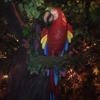 Rainforest Cafe gallery