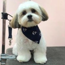 Woof Gang Bakery - Pet Grooming