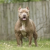 Kingdom Bully Kennels gallery