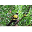 Greenways Tree & Landscape - Tree Service