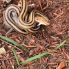 Critter Control gallery