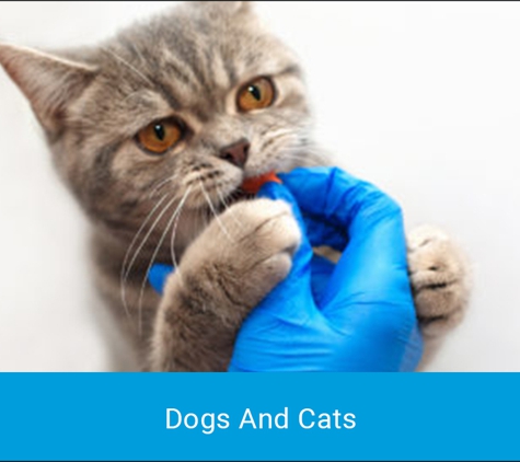 Cronulla Veterinary Clinic - Cronulla, NSW. Dogs And Cats