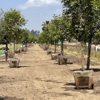 Seargeant Landscape & Arboriculture gallery
