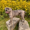Dog Training Elite Northeast Ohio Facility gallery