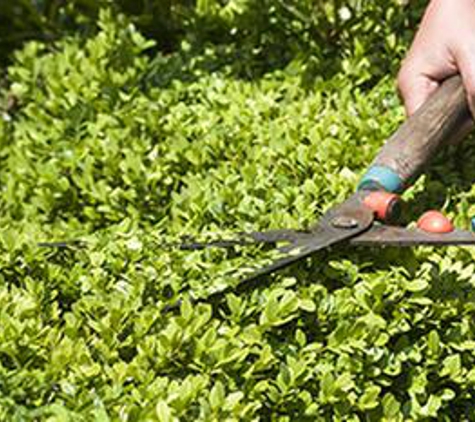 Green Forest Tree Service - Golden, CO