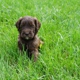 Wild Daisy Labradoodles