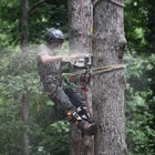 Python Tree Service