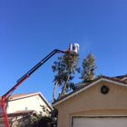 Roley's Tree Care