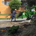 JC Tree Care & Landscape