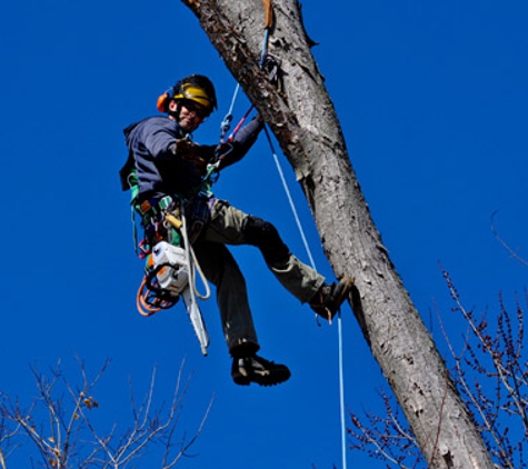 larry family tree service - vienna, WV