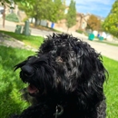 Full House Dog Training - Dog Training