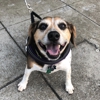 Community Happy Dogs gallery