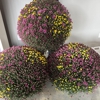 Flower Shoppe Inc gallery