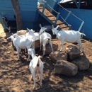 Catapano Dairy Farm - Farms