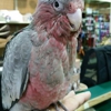 Skyway Feed & Pet Supply gallery