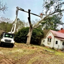 Big South Land & Tree - Arborists