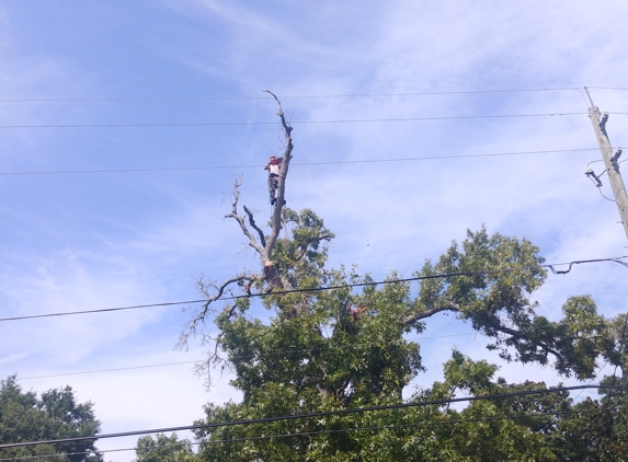 Real Tree And Debris Removal - Jacksonville, FL. Removing tree off power line