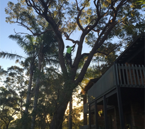 Newcastle Tree Care - Warners Bay, NSW