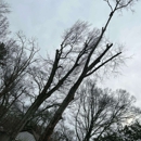 Ayala Tree Services - Arborists