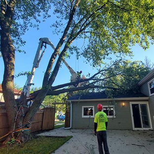 Angeles Tree Service, Inc - Aurora, IL