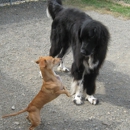 Bark Central Doggie Daycare and Boarding Resort - Pet Boarding & Kennels
