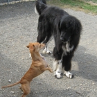 Bark Central Doggie Daycare and Boarding Resort