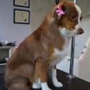 The Dog Pamperer Grooming Salon - Pet Grooming