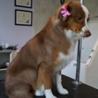 The Dog Pamperer Grooming Salon