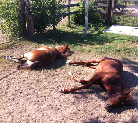 Rockin 4L Stables - Cypress, TX