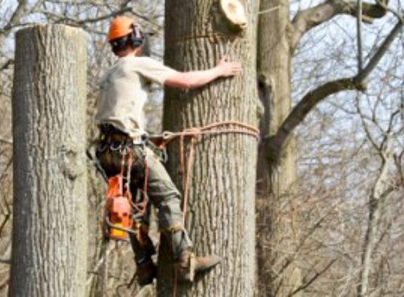 Manor Tree Service - Glen Arm, MD. Tree Service