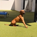 Bayside Pet Resort - Pet Services