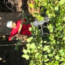 Northside Tree Professionals - Tree Service