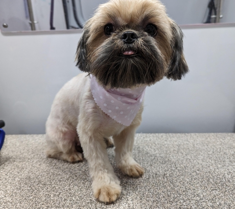 Kontota of Central Houston - Mobile Dog Grooming - Houston, TX