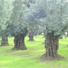 Large Olive Trees