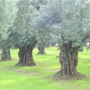 Large Olive Trees