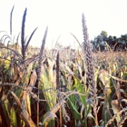 Amazing Acres Corn Maze & Pumpkin Patch