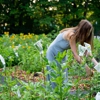 Kate’s Flower Farm gallery