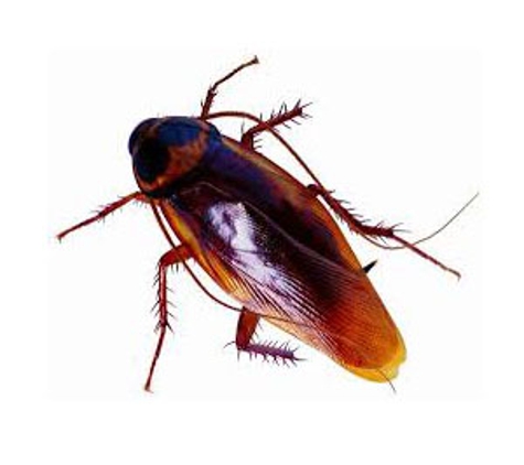 Bega Valley Pest Control - Tura Beach, NSW