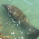 Manatee Lagoon