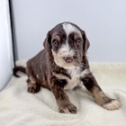 Heart Strong Pups