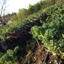 Boggy Creek Farm - Farms