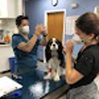 Midtown Veterinary Medical Center