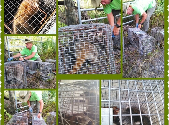 AAA Critter Trapper - No Kill Trapping - Wellington, FL