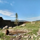 Montana Grizzly Encounter