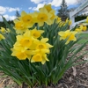 Heasley's Nursery Inc gallery