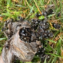 Patton Pest Control - Pest Control Services