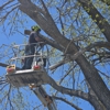 Abe's Low Cost Tree Removal gallery